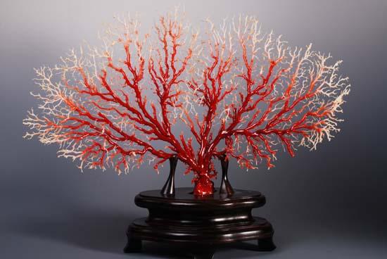 海底瑰宝---珊瑚